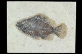 4.4" Fossil Fish (Cockerellites) - Green River Formation - #129697-1
